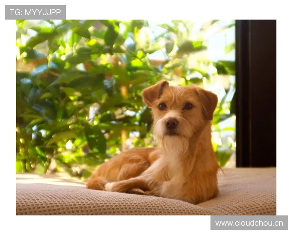 拉菲尼亚家的狗都比我家吃得好